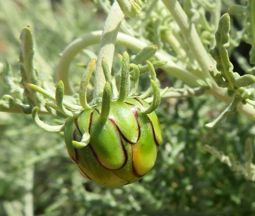 Arctotis revoluta bud with tails