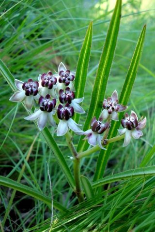 Asclepias crassinervis