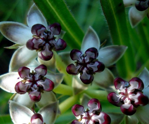 Asclepias crassinervis flowers