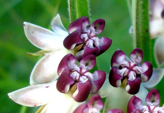 Asclepias crassinervis purple coronas