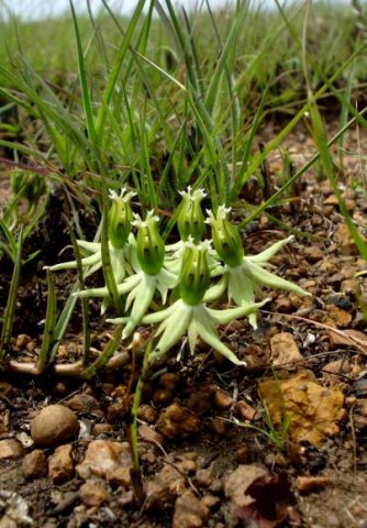 Asclepias eminens flower cluster
