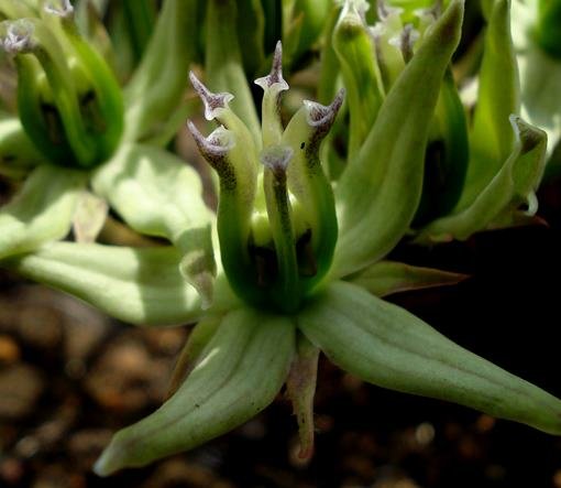 Asclepias eminens spreading corolla