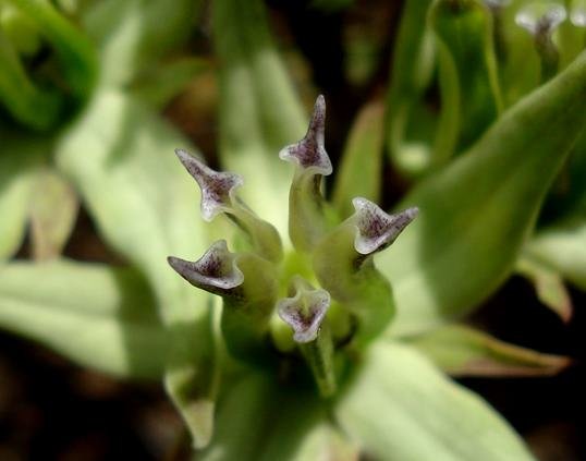 Asclepias eminens erect corona