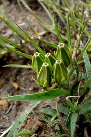 Asclepias eminens buds