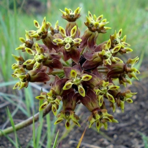 Asclepias macropus inflorescence