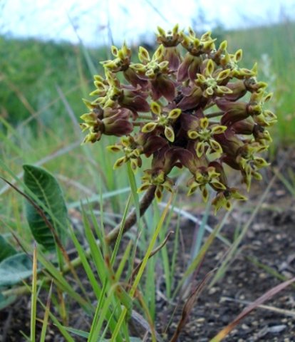 Asclepias macropus