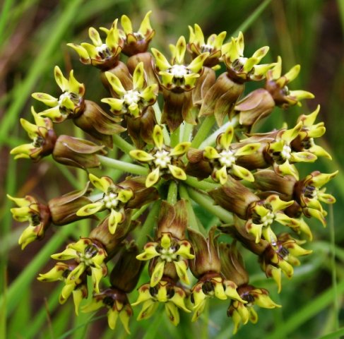 Asclepias macropus umbel