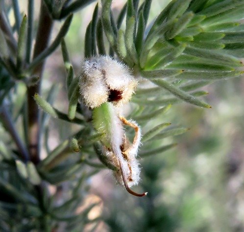 Aspalathus setacea young pod