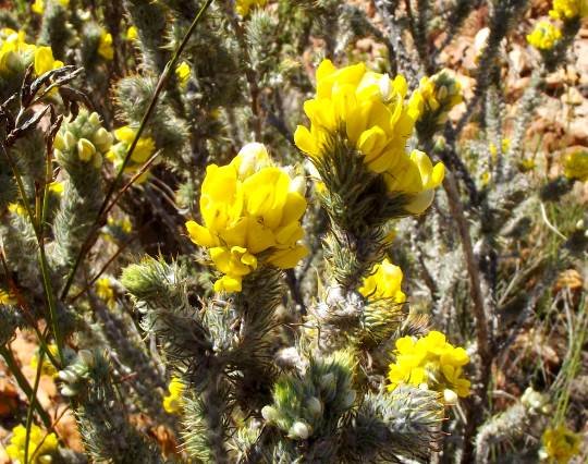 Aspalathus shawii subsp. shawii