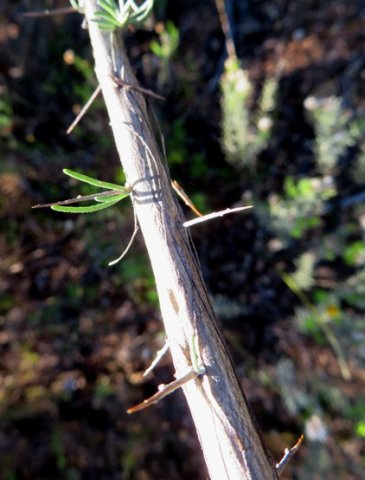 Aspalathus spinosa subsp. spinosa spines