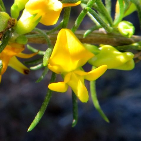 Aspalathus spinosa subsp. spinosa flower