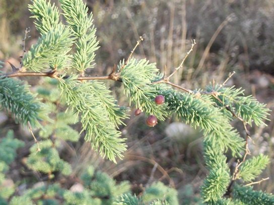 Asparagus rubicundus fruit