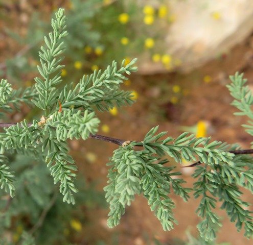 Asparagus rubicundus leaves