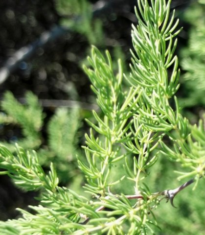 Asparagus rubicundus new growth