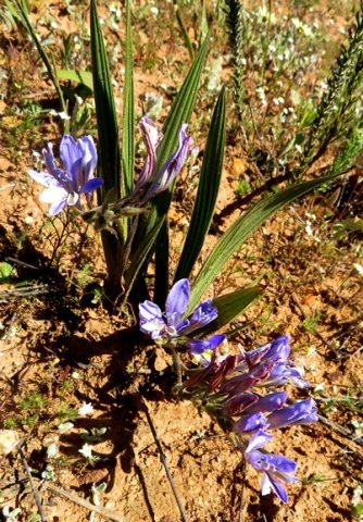 Babiana mucronata subsp. mucronata inflorescence