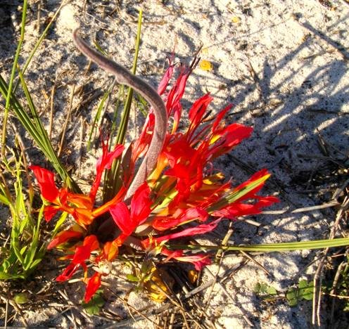 Babiana ringens, the rotstert