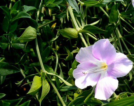 Barleria greenii corolla and some calyces