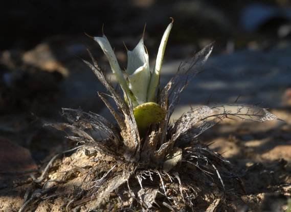 Berkheya cuneata arising from parental remains
