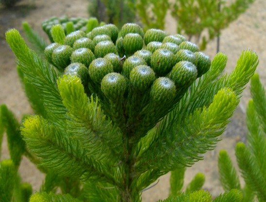 Berzelia albiflora two leaf orientations