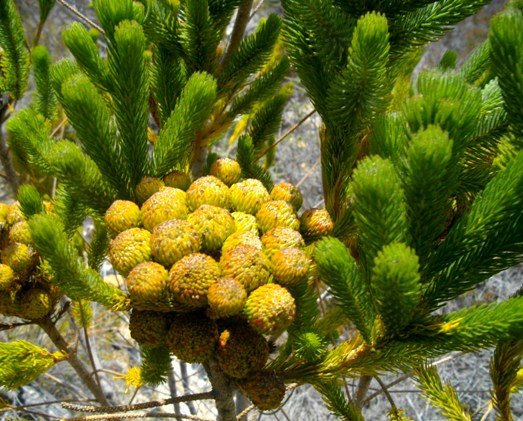 Berzelia albiflora with soft green leaves