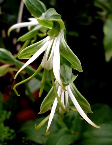 Bonatea speciosa flowers