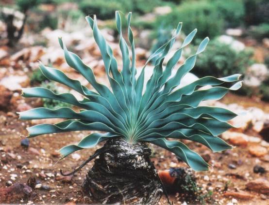 Boophone disticha leaves straight