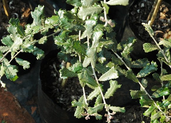 Brachylaena elliptica