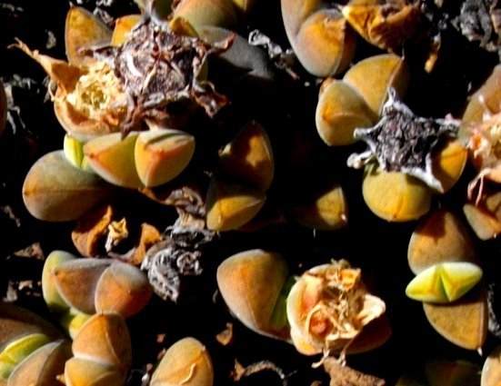 Braunsia apiculata capsules among brown leaves