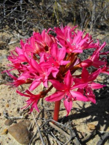 Brunsvigia elandsmontana