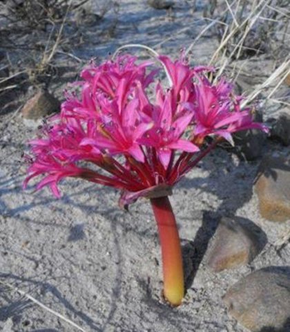 Brunsvigia elandsmontana