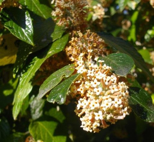 Buddleja auriculata