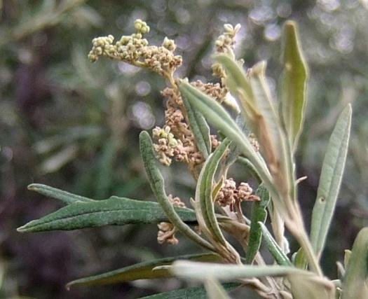 Buddleja saligna stem tip