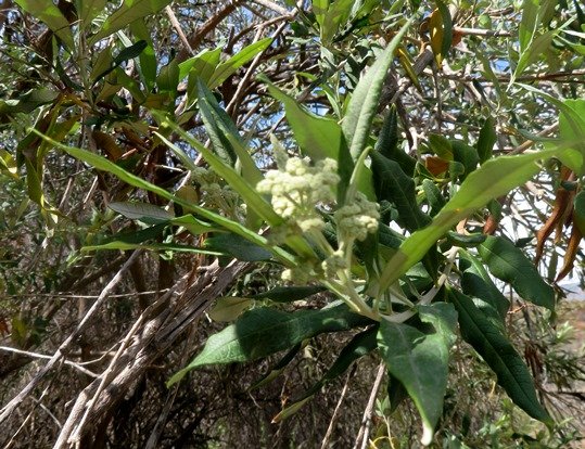 Buddleja