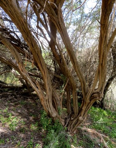 Buddleja saligna lower stems