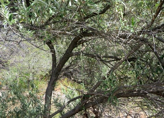 Buddleja saligna higher branches