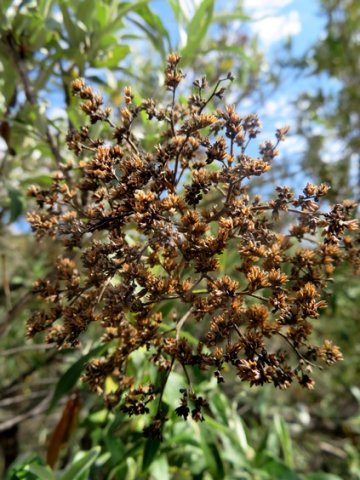 Buddleja saligna fruiting head
