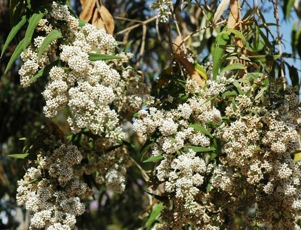Buddleja salviifolia flowering
