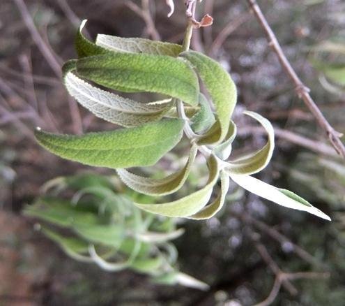 Buddleja salviifolia in dry conditions