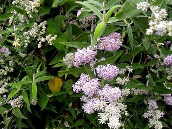 Buddleja salviifolia 