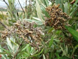 Buddleja saligna