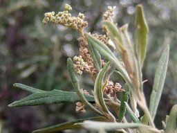 Buddleja saligna stem tip
