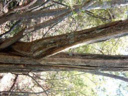 Buddleja saligna stem