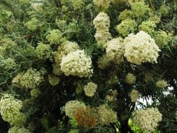 Buddleja saligna in flower