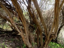 Buddleja saligna lower stems