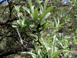 Buddleja saligna leaves