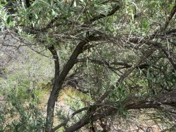 Buddleja saligna higher branches