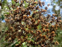 Buddleja saligna fruiting head