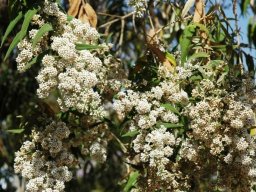 Buddleja salviifolia flowering