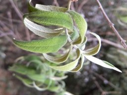 Buddleja salviifolia in dry conditions