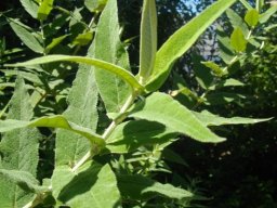 Buddleja salviifolia young leaves